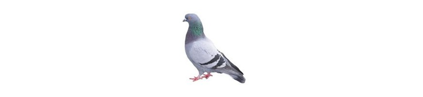 Répulsif Pigeons & Oiseaux 750ml