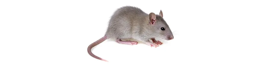 Piège ou tapette à rat et souris puissant, sécurisé et réutilisable.